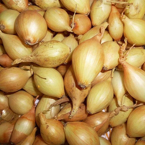 Озима цибуля сіянка Шекспір (Shakespeare) TOP Onionsets (Голландія) 1 кг, фото 1