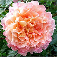 Троянда чайно-гібридна Августа Луїза