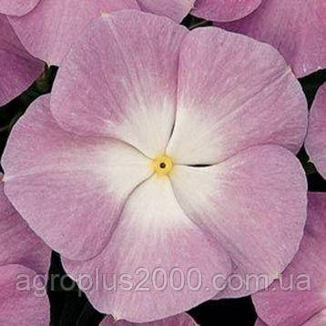 Насіння Катарантус (Барвінок) Великоцвітковий кущовий титан F1 Блу Хеллоу ( Blue Halo) 100 насіння Pan American, фото 1