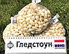 Озима цибуля сіянка Гледстоун 1 кг, фото 7