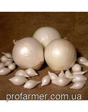 Цибулю севок Сноуболл (Snowball) TOP Onionsets(Голландія) 1 кг, фото 5