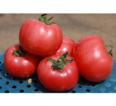 Насіння Томат індетермінантний рожевий Грифон F1 поштучно 10 насінин Nunhems