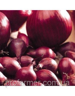 Цибулю севок Ред Барон (Red Baron) TOP Onionsets (Голландія) 1 кг, фото 4