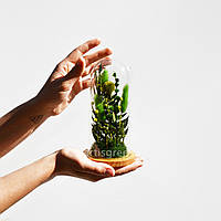 Скляна колба зі стабілізованими рослинами, зелена