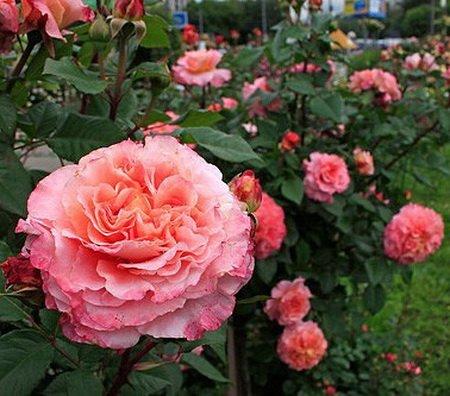 Троянда Августа Луїза, фото 1