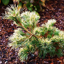 Сосна японська Голділокс / С7,5 / h 40-50 / Pinus Goldilocks, фото 3