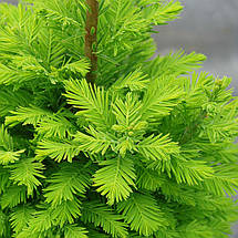 Таксодіум Пів Мінарет / С7,5 / h 50-60 / Taxodium Pevé Minaret, фото 3