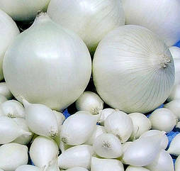 Цибуля сіянка Сноуболл (Гледстоун) 8/21 0.5 кг Broer