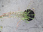 Саджанці журавлини,  Журавлина 2-х річна
Журавлина 2-літка, фото 8
