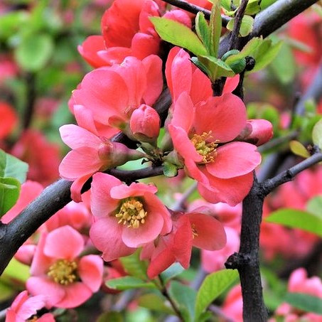 Саджанці Хеномелесу або айви японської Пінк Квін (Chaenomeles Chaenomeles Pink Queen)