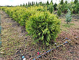 Туя західна Голден Глоб (Thuja occidentalis Golden Globe), фото 7