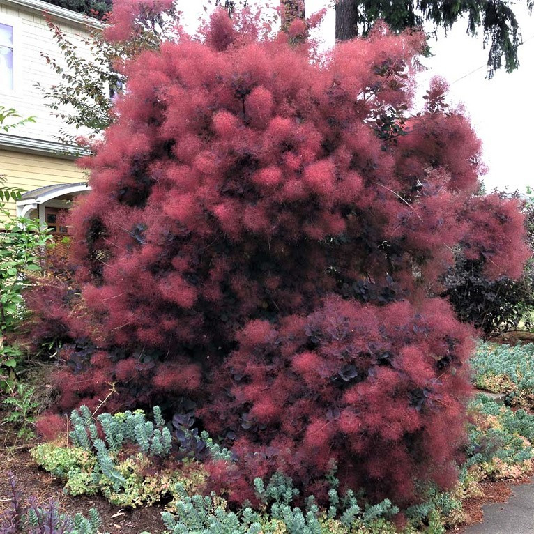 Саджанці Скумпії шкіряної Роял Перпл (Cotinus coggygria Royal Purple) Р9