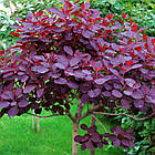 Саджанці Скумпії шкіряної Роял Перпл (Cotinus coggygria Royal Purple) Р9, фото 2