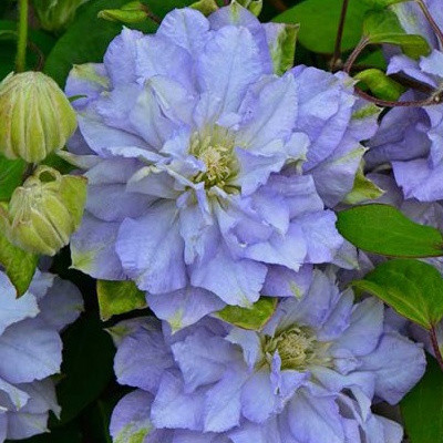 Саджанці Клематиса Азуре Бол (Clematis Azure Ball) Р9