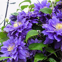 Саженцы Клематиса Бьюти оф Ворчестер (Clematis Beauty of Worcester) Р9