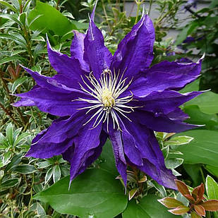 Саджанці Клематиса Хакуокан (Clematis Hakuookan) Р9