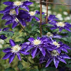 Саджанці Клематиса Хакуокан (Clematis Hakuookan) Р9, фото 2