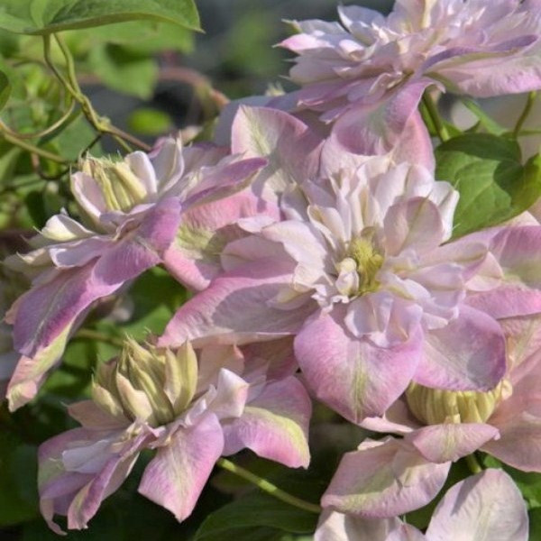 Саджанці Клематиса Інносент Блюш (Clematis Innocent Blush PBR) Р9, фото 1