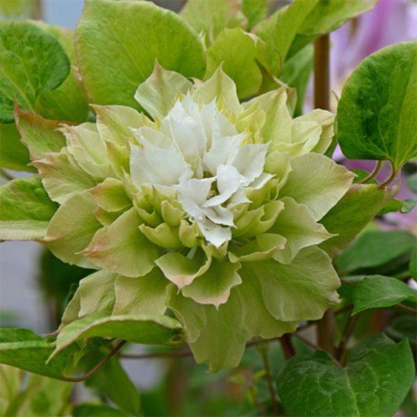 Саджанці Клематиса Мідорі (Clematis Midori) Р9