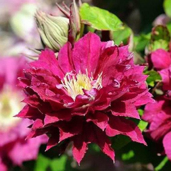 Саджанці Клематиса Ред Стар (Clematis Red Star) Р9