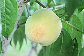 Саджанці персика Пам'яті Гришко