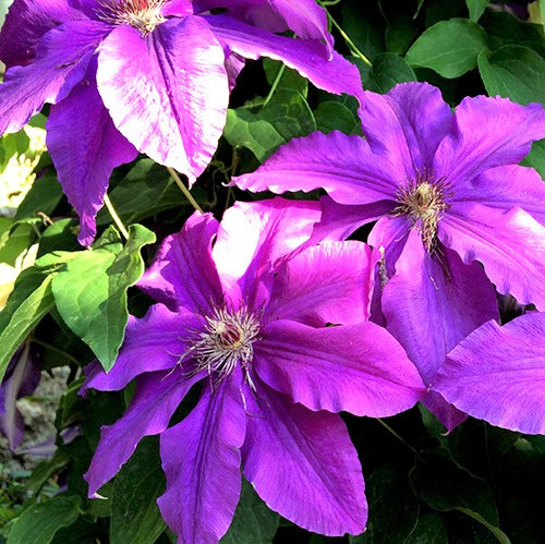 Саджанці Клематиса Каспер (Clematis Kacper) Р9, фото 1