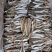 Тригла — риба солено-сушена нотатіння, снек до пива опт, фото 4