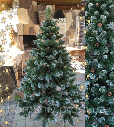 Елка пушистая с шишками Зеленая елка с белыми кончиками Элитная (ID ...