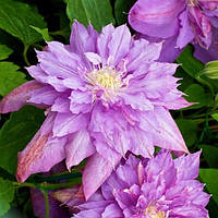 Клематис ароматный непрерывноцветущий Proteus саженцы (контейнер)