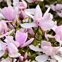 Саджанці Магнолії Стусани (Magnolia Pinkie)