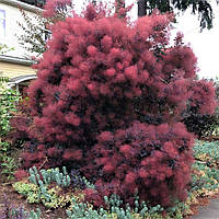 Саджанці Скумпії шкіряної Роял Перпл (Cotinus coggygria Royal Purple)