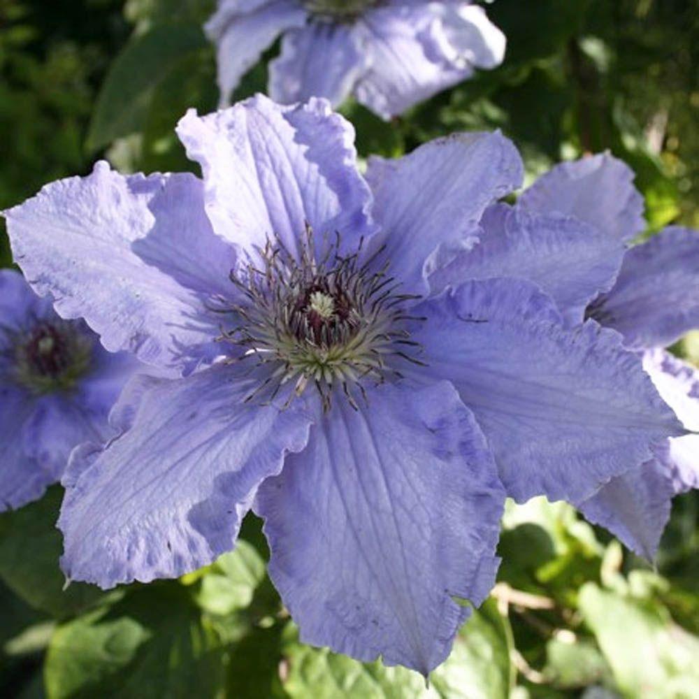 Саджанці Клематиса Блю Ангел (Clematis Blekitny Aniol)