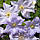 Саджанці Клематиса Блю Ангел (Clematis Blekitny Aniol), фото 3