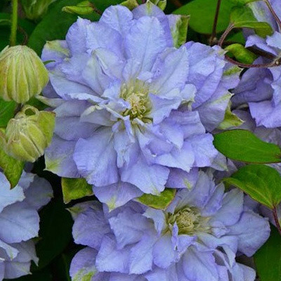 Саджанці Клематиса Азуре Бол (Clematis Azure Ball)
