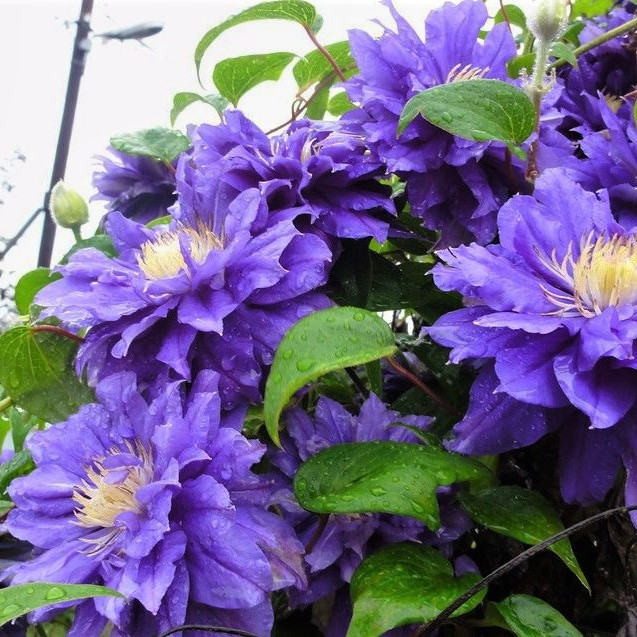 Саджанці Клематиса Б'юті оф Ворчестер (Clematis Beauty of Worcester)