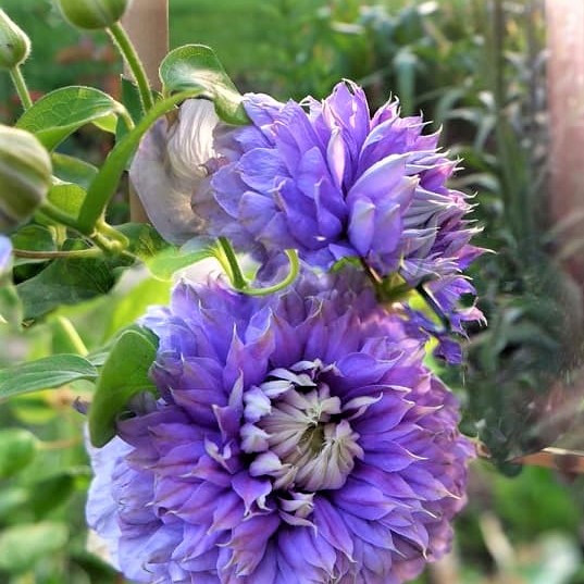 Саджанці Клематиса Лайт Блю (Clematis Blue Light)