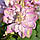 Саджанці Клематиса Інносент Блюш (Clematis Innocent Blush PBR), фото 3