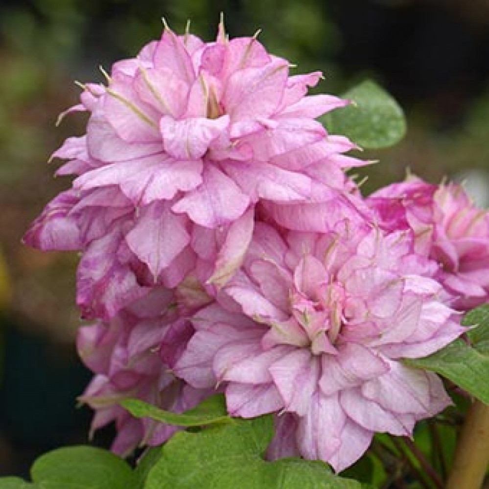 Саджанці Клематиса Інносент Гланс (Clematis Innocent Glance PBR)