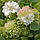 Саджанці Клематиса Мідорі (Clematis Midori), фото 3