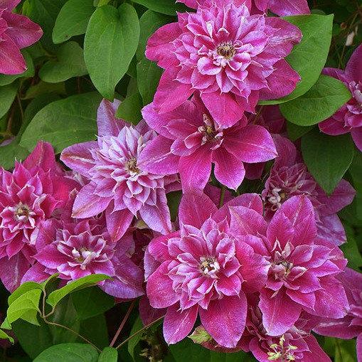 Саджанці Клематиса Травень Дарлінг (Clematis My Darling PBR)