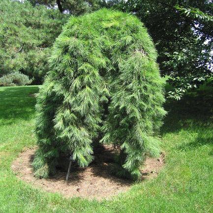 Саджанці Сосни густоквіткової Пендула на штамбі (Pinus densiflora Pendula) С2