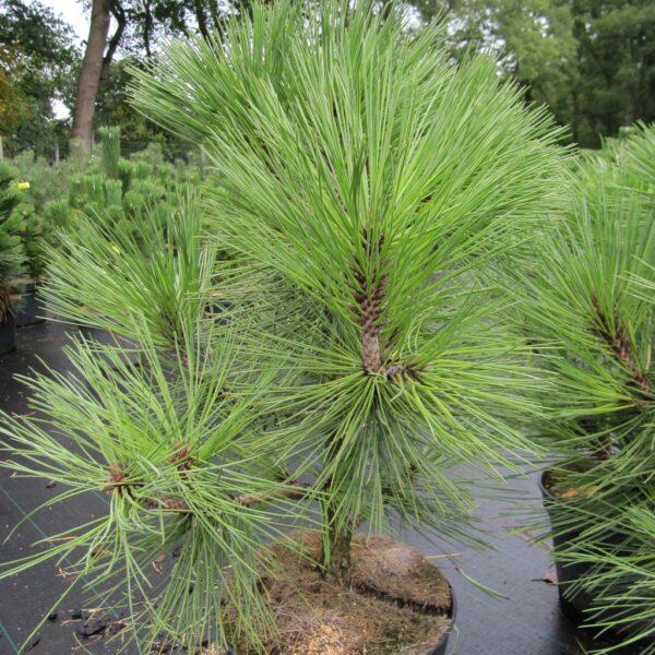 Саджанці Сосни Жеффрея або Джеффрі на штамбі (Pinus Jeffreyi) С5