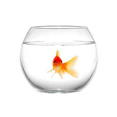 Акваріуми круглі та акваріуми келихи