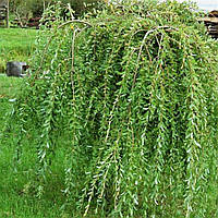 Саженцы Ивы цельнолистная Пендула (Salix integra Pendula) С3