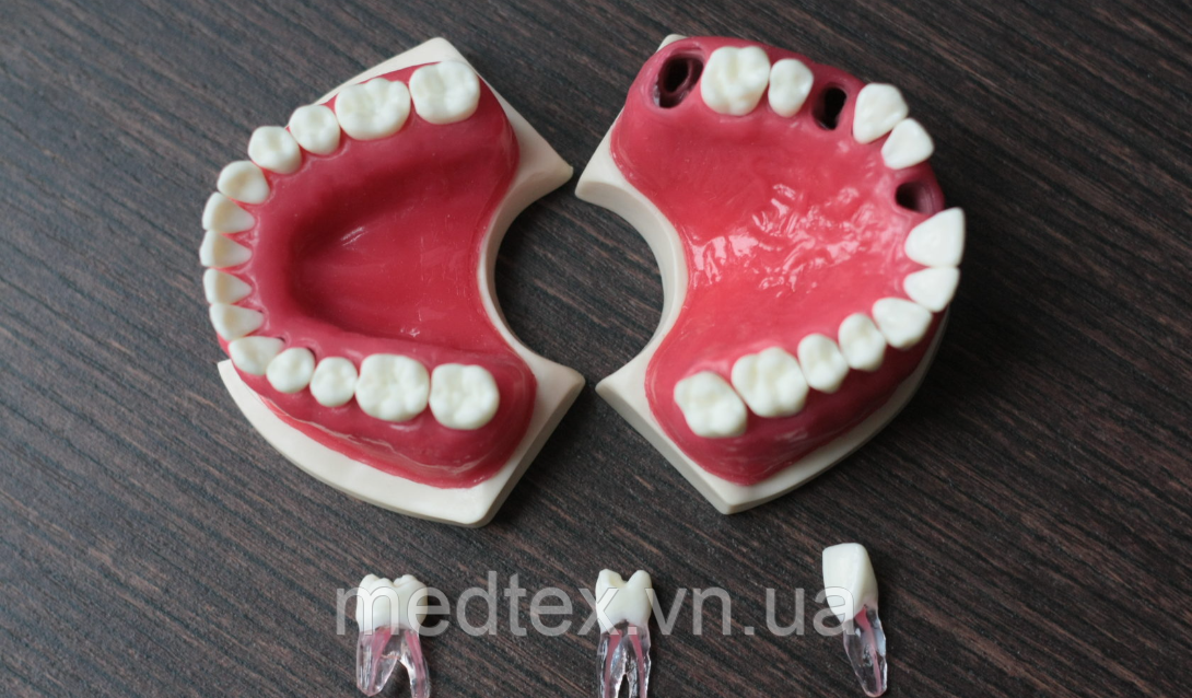 Модель, челюсти для практики Эндо - фото 2 - id-p1481243482