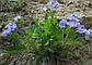 Синюха блакитна корінь, 100 г, фото 3