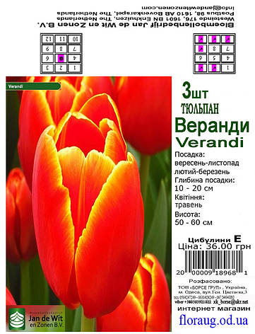 Тюльпан Веранди (Verandi), 3 шт. Голландія., фото 2