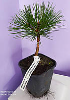 Сосна густоцветковая Лоу Глоу С1.5 ( Pinus densiflora Low Glow )