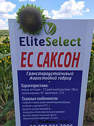 Жаростійкий соняшник під гранстар ЄС САКСОН. Високоврожайний гібрид для Півдня України ЄС САКСОН. Всі фракції є в наявності. Врожай 2021 року.