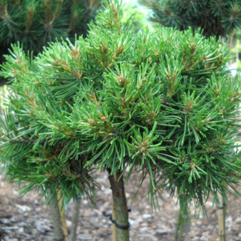 Саджанці Сосна крючковатой Хорні Хазл на штамбі (Pinus Horni Hazle)